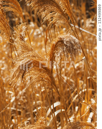 ヨシの穂　(common reed) 132499869