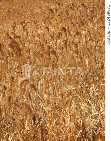 ヨシの穂　(common reed) 132499871