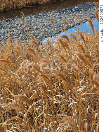 ヨシの穂　(common reed) 132499873