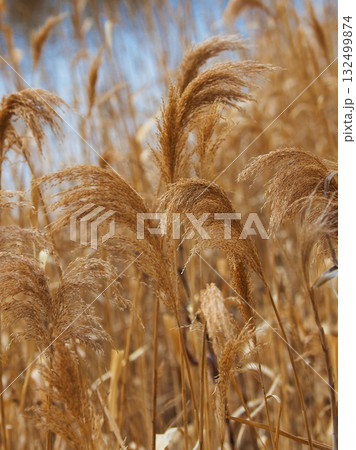 ヨシの穂　(common reed) 132499874