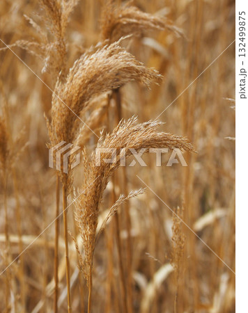 ヨシの穂　(common reed) 132499875