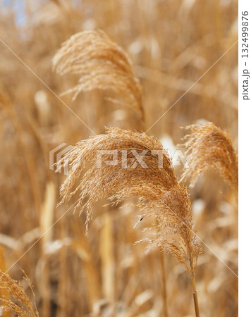 ヨシの穂　(common reed) 132499876