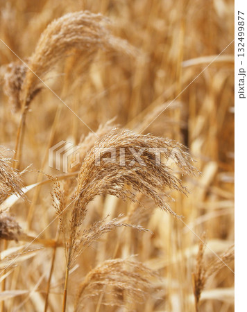 ヨシの穂　(common reed) 132499877