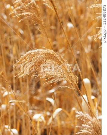 ヨシの穂　(common reed) 132499878