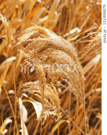 ヨシの穂　(common reed) 132499879