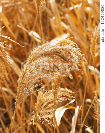ヨシの穂　(common reed) 132499880