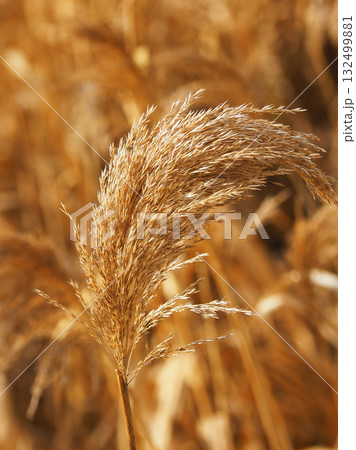 ヨシの穂　(common reed) 132499881