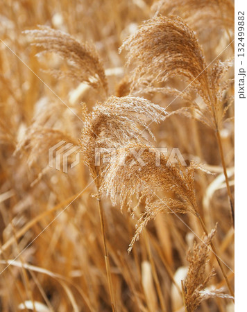 ヨシの穂 (common reed) ヨシの穂 (common reed) 132499882