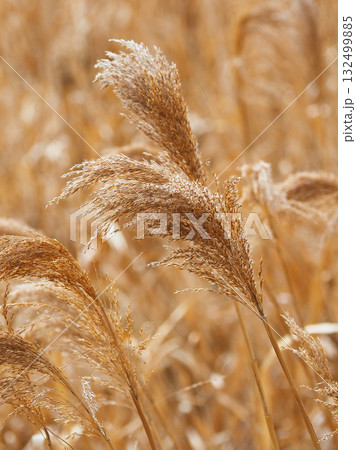 ヨシの穂　(common reed) 132499885
