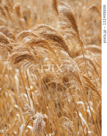 ヨシの穂　(common reed) 132499886