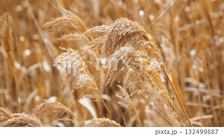 ヨシの穂 (common reed) ヨシの穂 (common reed) 132499887