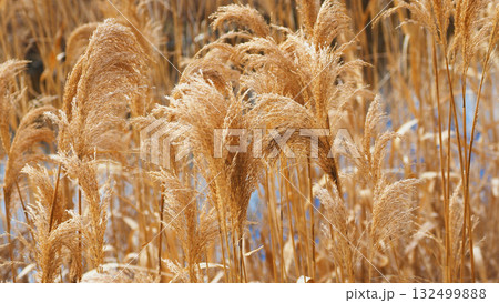 ヨシの穂　(common reed) 132499888
