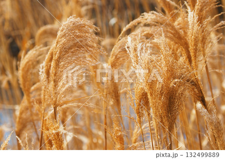 ヨシの穂 (common reed) ヨシの穂 (common reed) 132499889