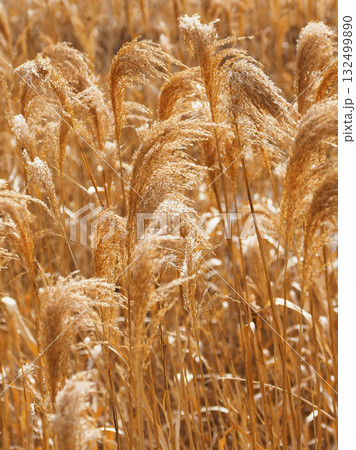 ヨシの穂　(common reed) 132499890