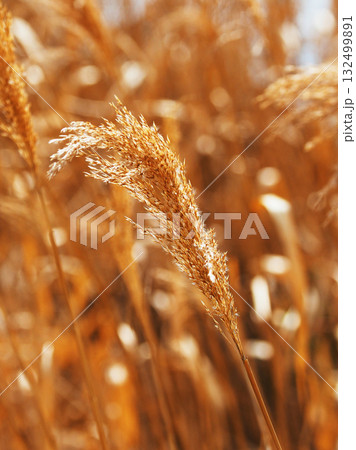 ヨシの穂　(common reed) 132499891
