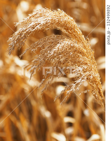 ヨシの穂 (common reed) ヨシの穂 (common reed) 132499892