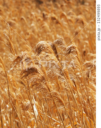 ヨシの穂　(common reed) 132499893