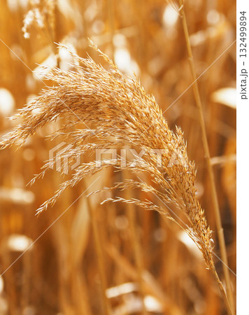ヨシの穂 (common reed) ヨシの穂 (common reed) 132499894
