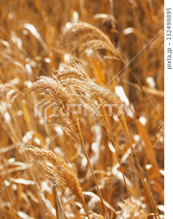 ヨシの穂　(common reed) 132499895