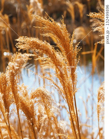 ヨシの穂 (common reed) ヨシの穂 (common reed) 132499896