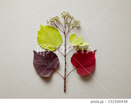 Colorful autumn leaves arranged artistically on a textured background showcasing seasonal beauty 132500436