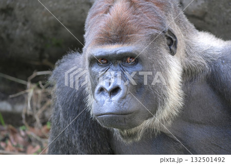 何でしょうか、と顔を向けたゴリラ 何でしょうか、と顔を向けたゴリラ 132501492