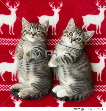 トナカイ柄の赤いブランケットで仲良く抱き合う二匹の可愛い茶トラの子猫 クリスマスイメージ トナカイ柄の赤いブランケットで仲良く抱き合う二匹の可愛い茶トラの子猫 クリスマスイメージ 132501511