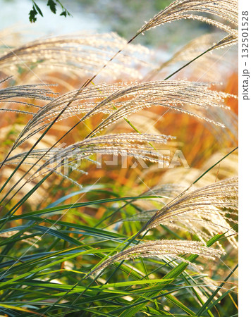 ススキ(秋のイメージや日本文化に) 132501528