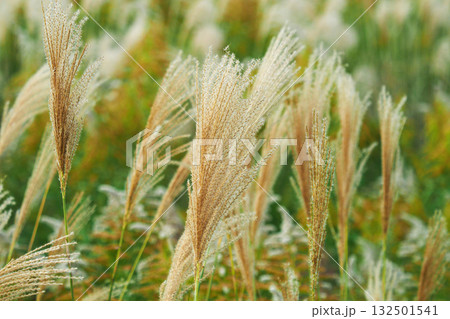 ススキ(秋のイメージや日本文化に) 132501541