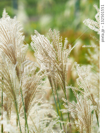 ススキ(秋のイメージや日本文化に) 132501551