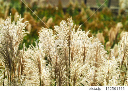 ススキ(秋のイメージや日本文化に) 132501563