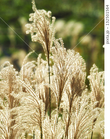 ススキ(秋のイメージや日本文化に) 132501564