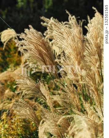 ススキ(秋のイメージや日本文化に) 132501565