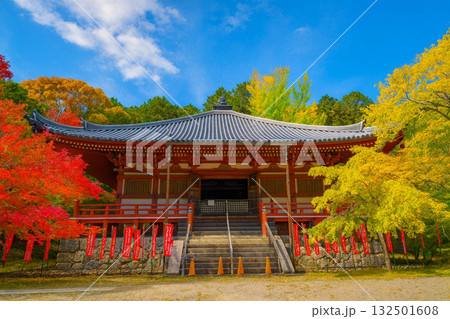 醍醐寺 観音堂 大講堂 紅葉 醍醐寺 観音堂 大講堂 紅葉 132501608