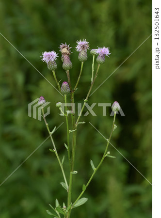 A close-up view of a welted thistle flower (lat: Carduus crispus) in the forest A close-up view of a welted thistle flower (lat: Carduus crispus) in the forest 132501643