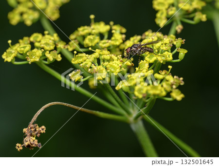 A fly drinks nectar from a yellow wildflower in the forest 132501645