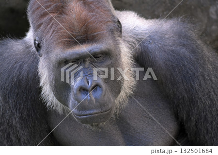 疲れて眠そうな顔のゴリラ 132501684