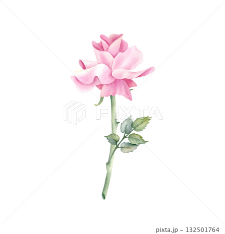 Watercolor rose clip art side view. Open bud, one flower, stem, leaf. Delicate pink floral illustration isolated from background. Wedding invitation design, greeting card on International Women's Day 132501764