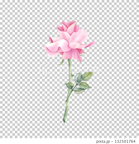 Watercolor rose clip art side view. Open bud, one flower, stem, leaf. Delicate pink floral illustration isolated from background. Wedding invitation design, greeting card on International Women's Day 132501764