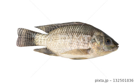 Young small Tilapia fish isolated on white background with clipping path.Top view 132501836