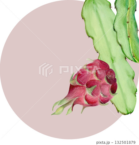 Dragon fruit with cactus leaf hand-painted watercolor card isolated on white. Tropical exotic fruit artwork, perfect for botanical prints, packaging design, healthy food concepts, summer decor 132501879