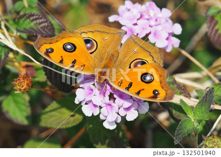 タテハモドキ(秋型)（Junonia almana） 132501940