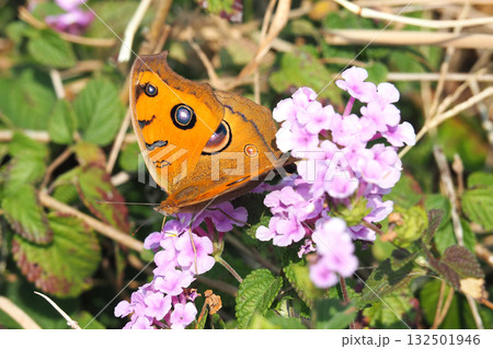 タテハモドキ(秋型)（Junonia almana） 132501946