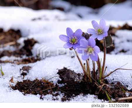 春を告げる雪割草 132502089