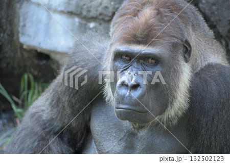 騒がしい人間を見つめるゴリラの目は優しい 騒がしい人間を見つめるゴリラの目は優しい 132502123