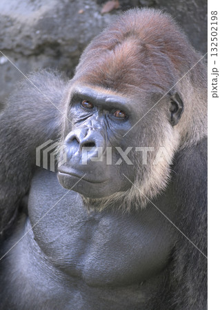 また来たのかい、と目であいさつするゴリラ また来たのかい、と目であいさつするゴリラ 132502198
