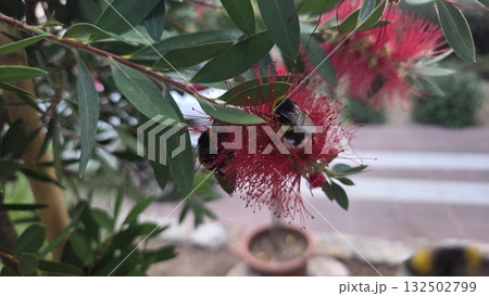 Bumblebee gathering on red bottlebrush flower in a lush garden setting 132502799