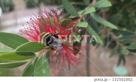 Bumblebee collecting nectar on vibrant red flower in a lush garden setting. Callistemon, red bottlebrush flower Bumblebee collecting nectar on vibrant red flower in a lush garden setting. Callistemon, red bottlebrush flower 132502802