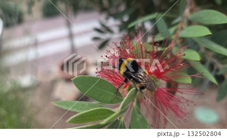 Bumblebee pollinating red bottlebrush flower in lush garden setting. Callistemon 132502804