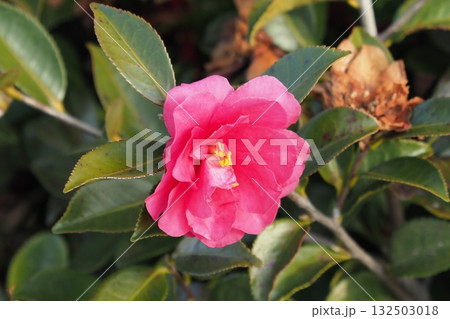美しいサザンカ (山茶花:Camellia sasanqua) 美しいサザンカ (山茶花:Camellia sasanqua) 132503018